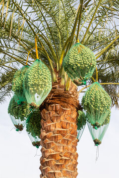Delicious unripe dates on palm tree in Al Ain oasis