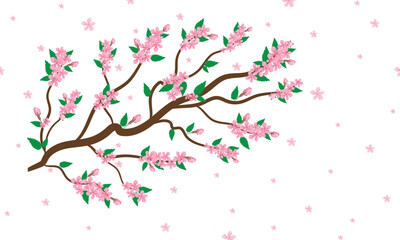 Sakura cherry blossom vector on white background. Pink Sakura flower background. Cherry blossom branch with sakura flower. Watercolor cherry blossom vector.