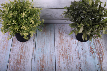 herbs on a wooden wall
