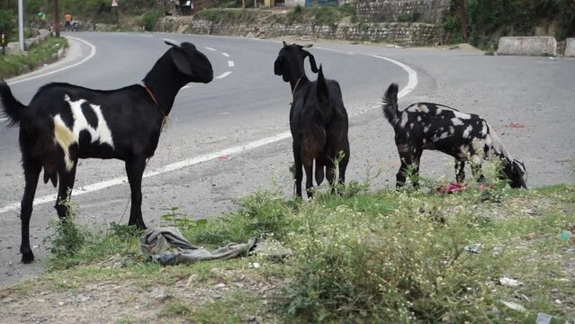 october 14th 2022, Dehradun City, Uttarakhand, India. Indian Colorful goats feeding on roadside grass.