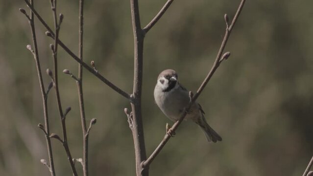 House Sparrow Passer Domesticus on the tree Close Up