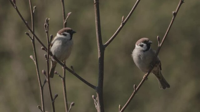 House Sparrow Passer Domesticus on the tree Close Up Image