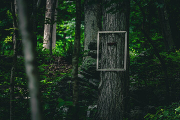 wooden frame in the woods