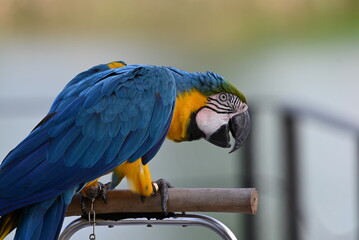 Close up of Macaw Bird, The blue and yellow macaw, Ara ararauna, also known as the blue and gold macaw