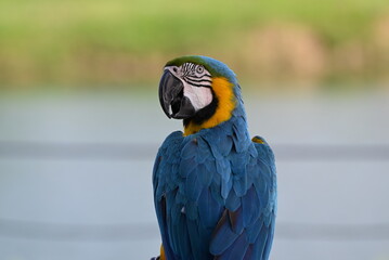 Close up of Macaw Bird, The blue and yellow macaw, Ara ararauna, also known as the blue and gold macaw