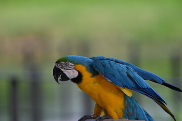 Close up of Macaw Bird, The blue and yellow macaw, Ara ararauna, also known as the blue and gold macaw
