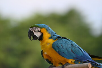 Close up of Macaw Bird, The blue and yellow macaw, Ara ararauna, also known as the blue and gold macaw