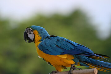 Close up of Macaw Bird, The blue and yellow macaw, Ara ararauna, also known as the blue and gold macaw