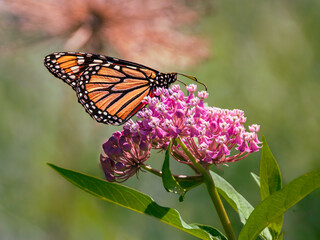 Monarch Butterfly on a milkweed flower, blurred natural background,  summer time, an endangered...