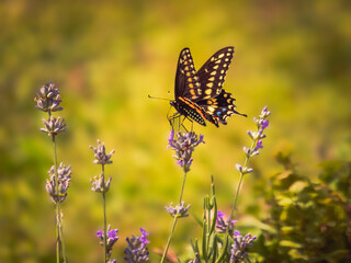 Black Swallowtail butterfly on lavender flowers in early summer