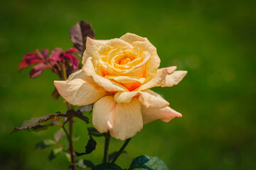  close up of yellow rose blooming in the garden, natural blurred background, summer time in the garden