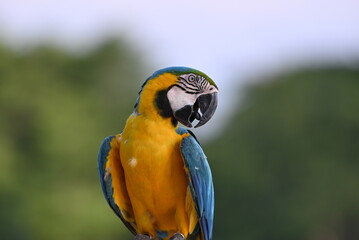 Close up of Macaw Bird, The blue and yellow macaw, Ara ararauna, also known as the blue and gold macaw