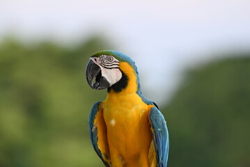 Close up of Macaw Bird, The blue and yellow macaw, Ara ararauna, also known as the blue and gold macaw