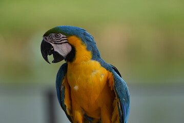 Close up of Macaw Bird, The blue and yellow macaw, Ara ararauna, also known as the blue and gold macaw