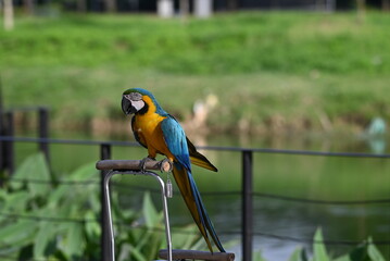 Close up of Macaw Bird, The blue and yellow macaw, Ara ararauna, also known as the blue and gold macaw