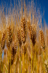 barley field in the Andes of Peru, are the primary food source in the cold Andes