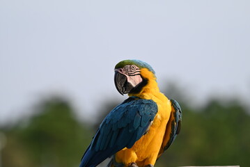 Close up of Macaw Bird, The blue and yellow macaw, Ara ararauna, also known as the blue and gold macaw