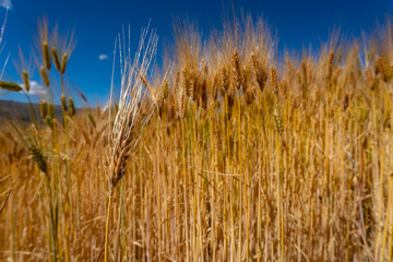 barley field in the andes of peru ready to harvest