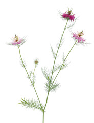 Obraz premium Love-in-a-mist isolated on white background, Nigella damascena