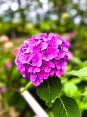 東京 多摩川台公園のあじさい