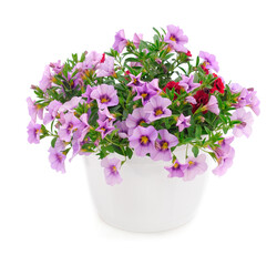 Bouquet of beautiful Calibrachoa.