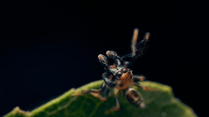 A spider standing on a green leaf