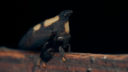 Details of a black enchenopa walking through a wood.