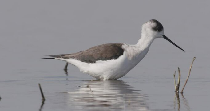 Black-Winged Stilt Himantopus Himantopus National Park Hungary Close-Up Image