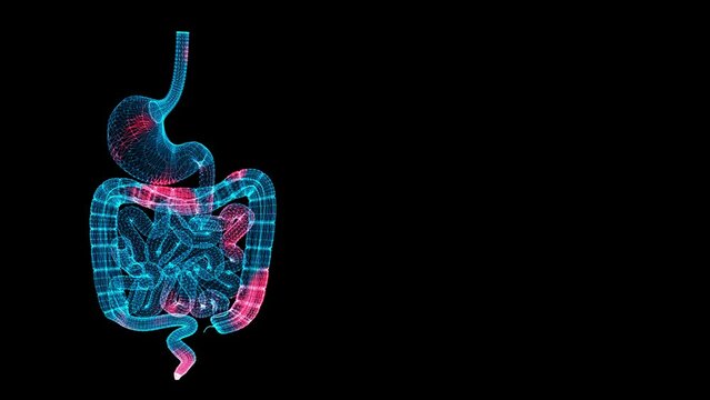 3D Gastrointestinal tract Scan. Organ Scanning Interface. HUD stomach analyze. Spread of temperature and pain through the human Gastrointestinal tract. Medical Science Anatomy. 3D animation 60 FPS