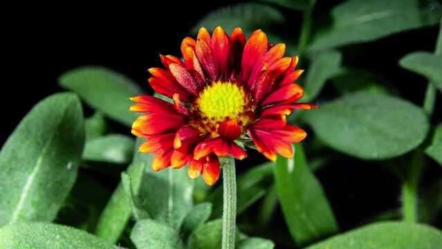 Time lapse of Red Flower Gaillardia Aristata Bloom on Black Background, Beautiful Blanket Flower Plant Flowering Close-up Shot