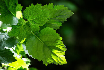 Patchouli or pogostemon cablin green leaves on nature background.