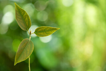 Ngai camphor branch green leaves on nature background.