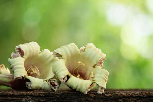 Broken bones tree or oroxylum indicumon flowers on nature background.