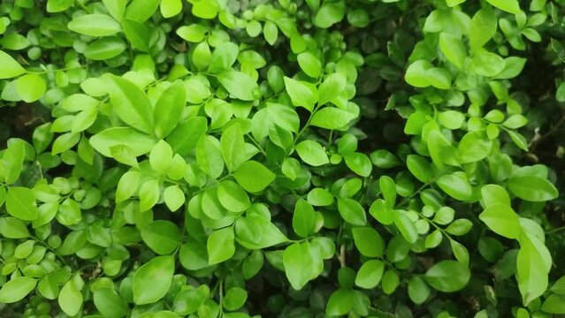 Murraya paniculata. Commonly known as orange jasmine, orange jessamine, china box or mock orange.