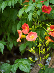 ノウゼンカズラの花と蕾