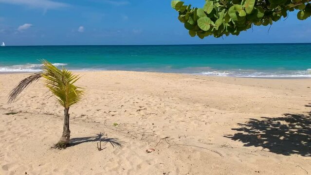 Small palm and seagrape tree on Caribbean beach with blue skies, golden sands and turquoise ocean. No audio. Landscape.