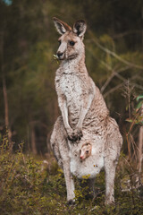 Naklejka na ściany i meble a closeup shot of a cute kangaroo with a baby in the pouch in the forest, Australia