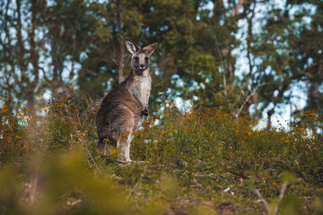 a closeup shot of a cute young baby kangaroo standing in the wild forest on its back feet, looking into the camera