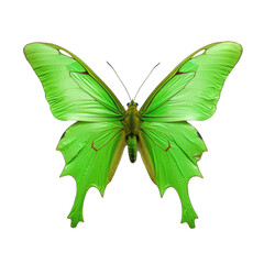 Obraz na płótnie Canvas Brimstone butterfly - Gonepteryx spp. Transparent PNG.. Transparent PNG. Generative AI