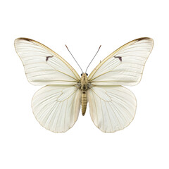 Fototapeta na wymiar Cabbage white butterfly - Pieris rapae. Transparent PNG. Generative AI