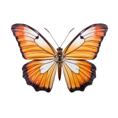 California dogface butterfly -  Zerene eurydice. Transparent PNG. Generative AI