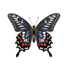 Eastern black swallowtail butterfly -  Papilio polyxenes. Transparent PNG. Generative AI