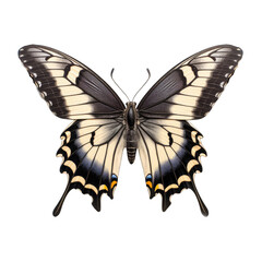 Fototapeta premium Eastern tiger swallowtail butterfly - Papilio glaucus. Transparent PNG. Generative AI