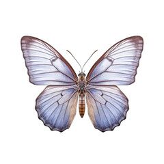 Fototapeta na wymiar Eastern tailed-blue butterfly - Cupido comyntas. Transparent PNG. Generative AI