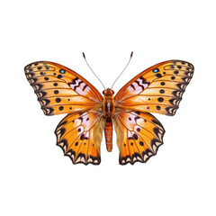 Fritillary butterfly -  Argynnis spp. Transparent PNG.. Transparent PNG. Generative AI