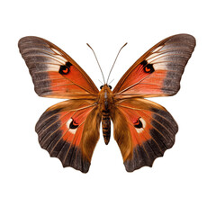Gatekeeper butterfly -  Pyronia tithonus. Transparent PNG. Generative AI