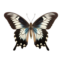 Giant swallowtail butterfly -  Papilio cresphontes. Transparent PNG. Generative AI
