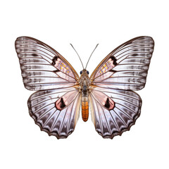 Grayling butterfly -  Oeneis spp. Transparent PNG.. Transparent PNG. Generative AI