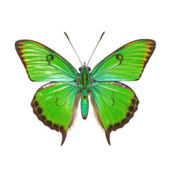 Green hairstreak butterfly -  Callophrys rubi. Transparent PNG. Generative AI