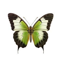 Fototapeta na wymiar Greenish black-tip butterfly - Colotis fausta. Transparent PNG. Generative AI